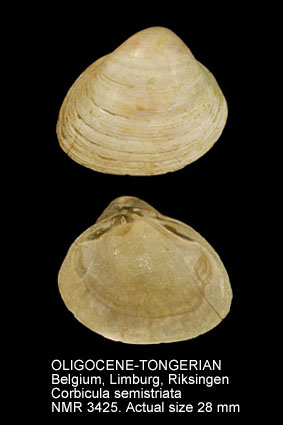 OLIGOCENE-TONGERIAN Corbicula semistriata.jpg - OLIGOCENE-TONGERIAN Corbicula semistriata (Deshayes,1831)